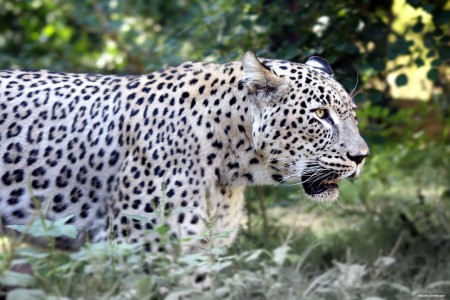 Panthera pardus saxicolor